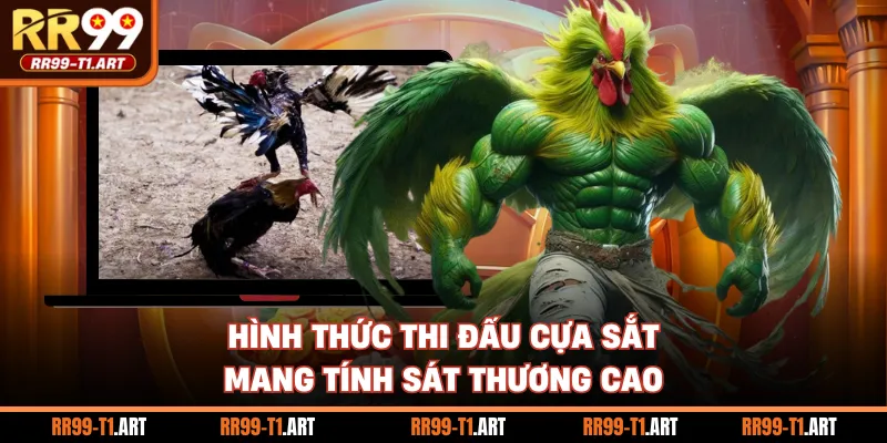 Hình thức thi đấu cựa sắt mang tính sát thương cao