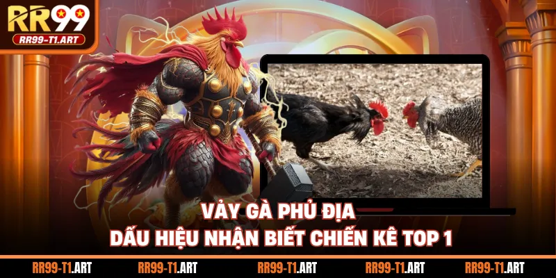 Vảy Gà Phủ Địa - Dấu Hiệu Nhận Biết Chiến Kê Top 1